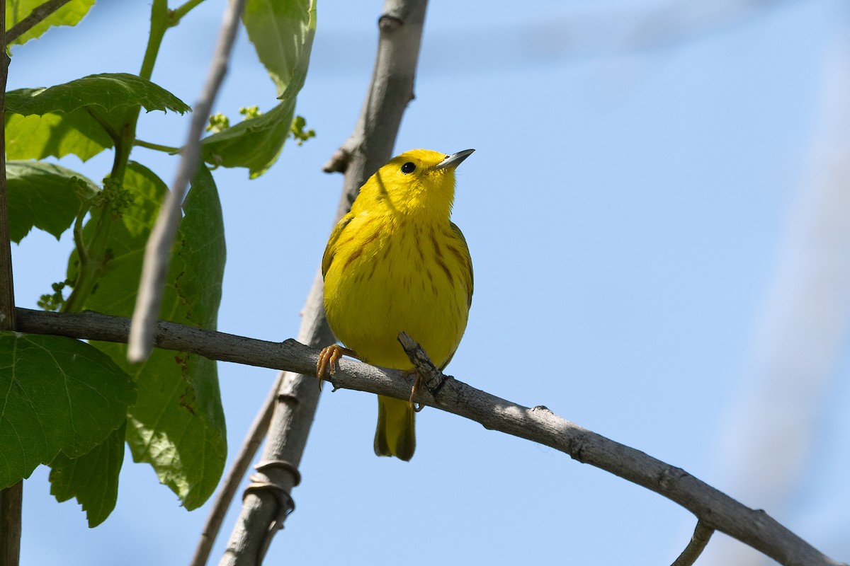 Yellow Warbler - ML618105982