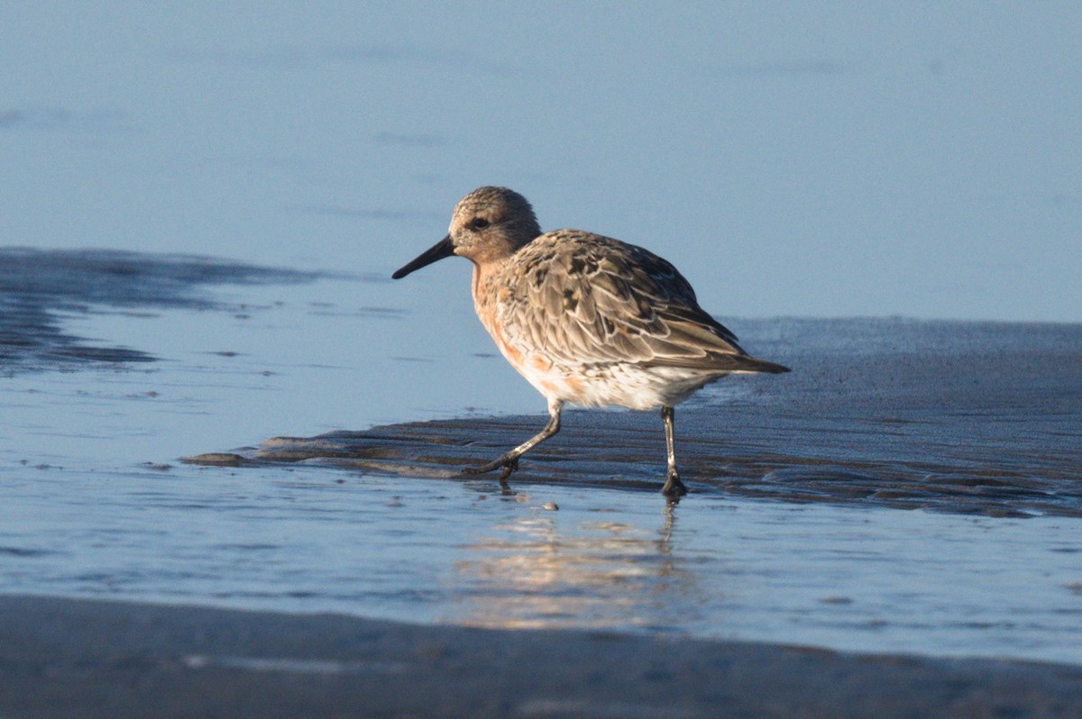 Red Knot - ML618106005