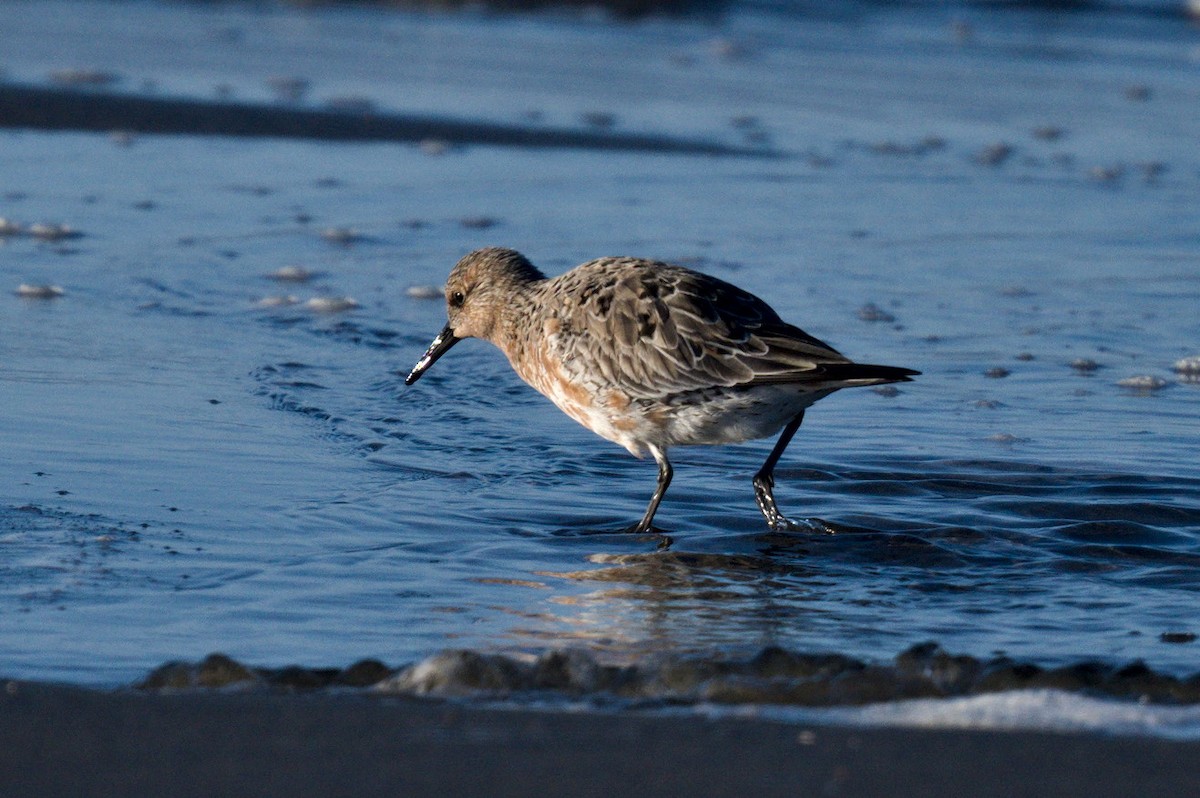Red Knot - ML618106009