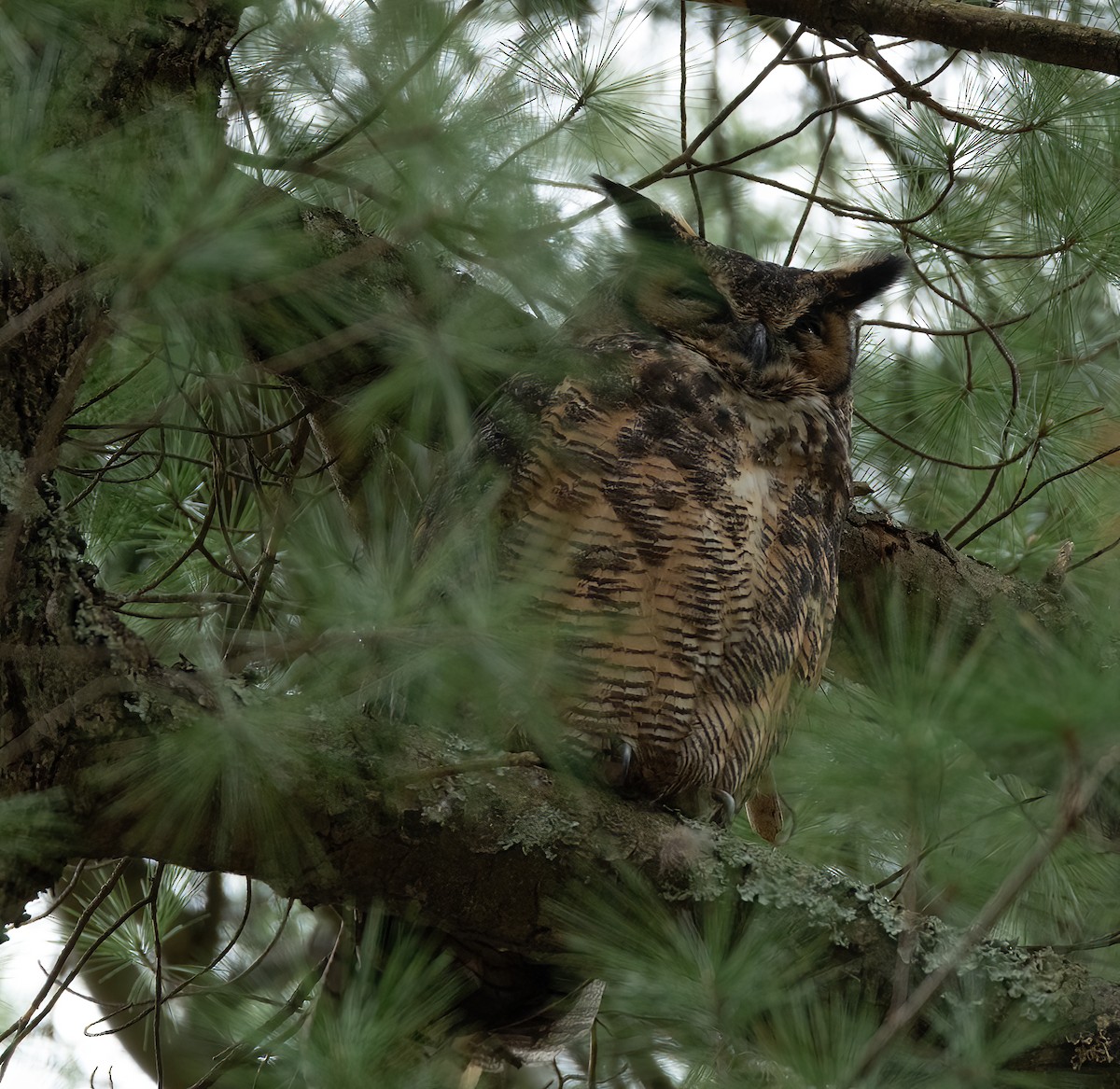 Great Horned Owl - lawrence connolly