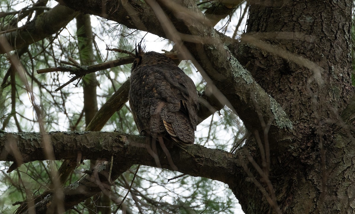 Great Horned Owl - ML618106013