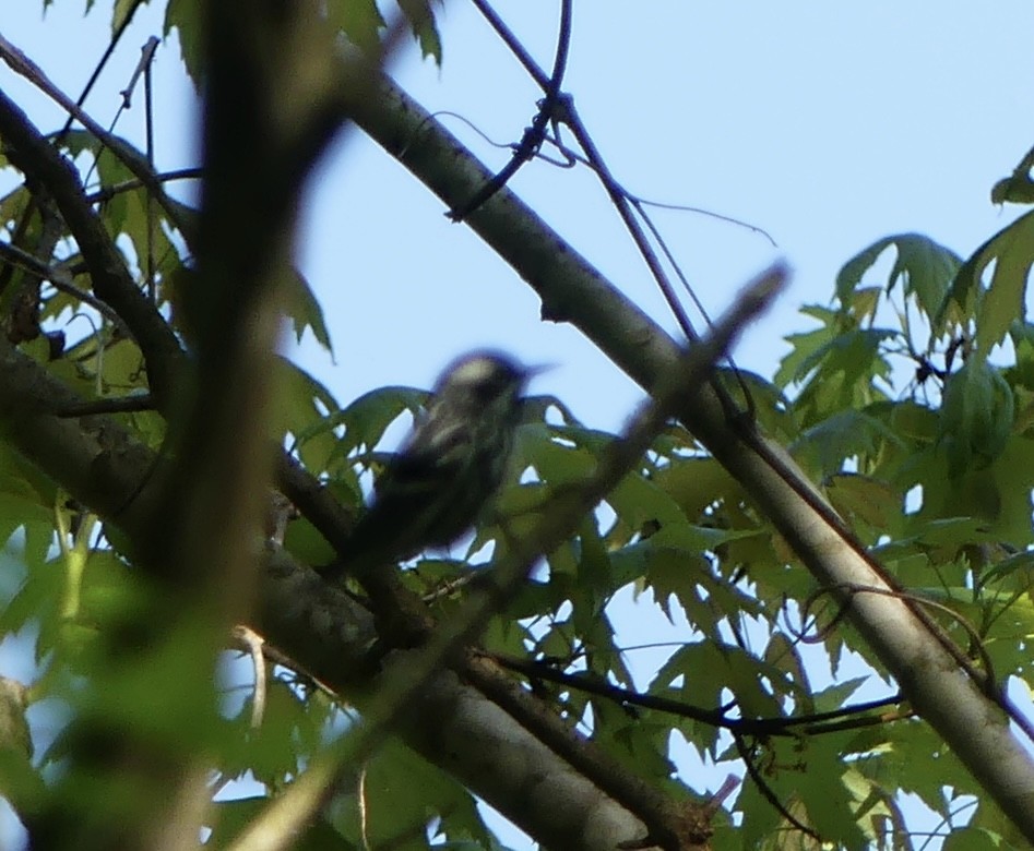 Black-and-white Warbler - ML618106019