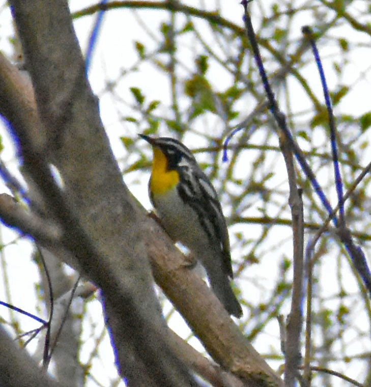 Yellow-throated Warbler - Larry Granat