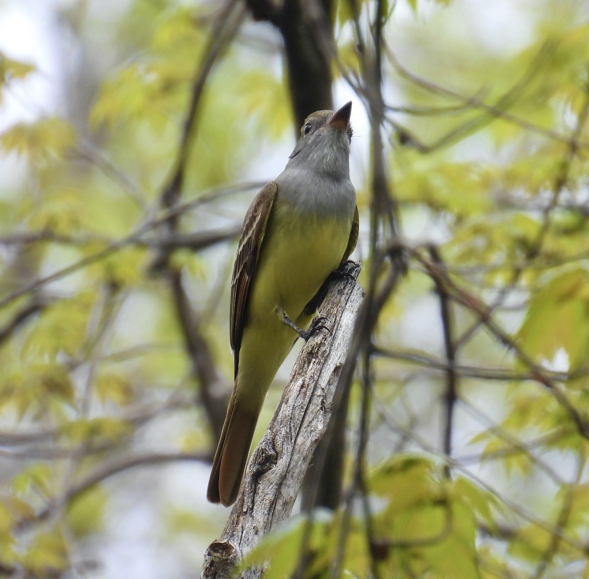Great Crested Flycatcher - ML618106066