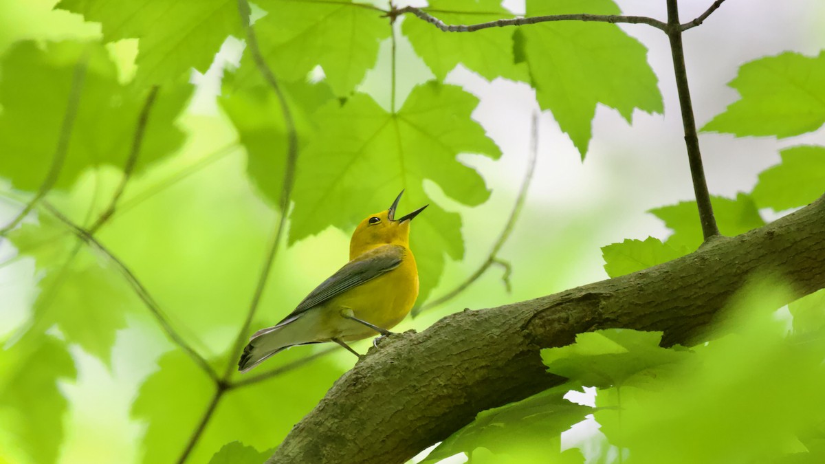 Prothonotary Warbler - Brian Rusnica