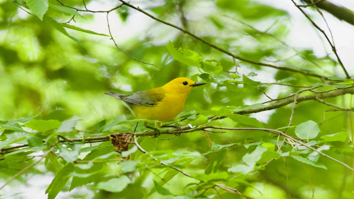 Prothonotary Warbler - ML618106071