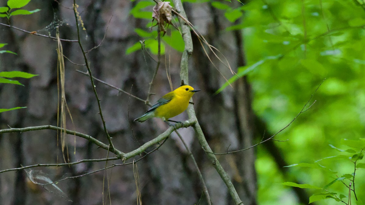 Prothonotary Warbler - Brian Rusnica