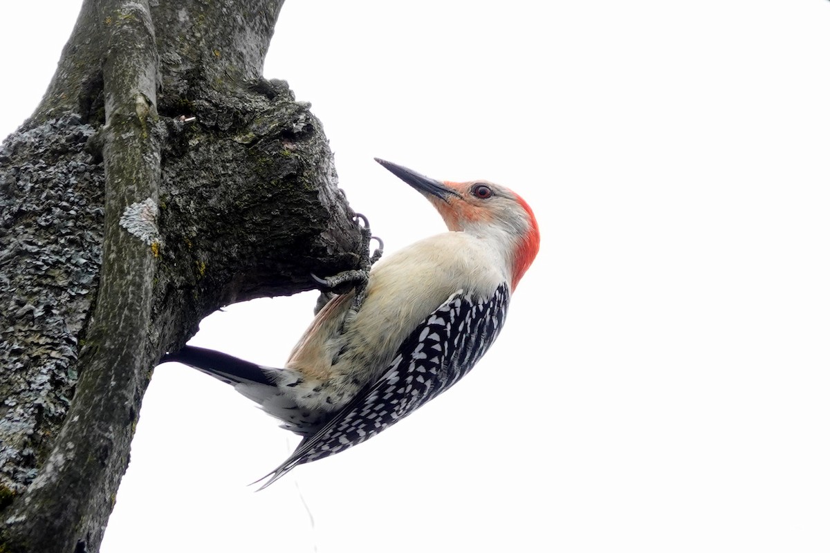 Red-bellied Woodpecker - Louise Courtemanche 🦅