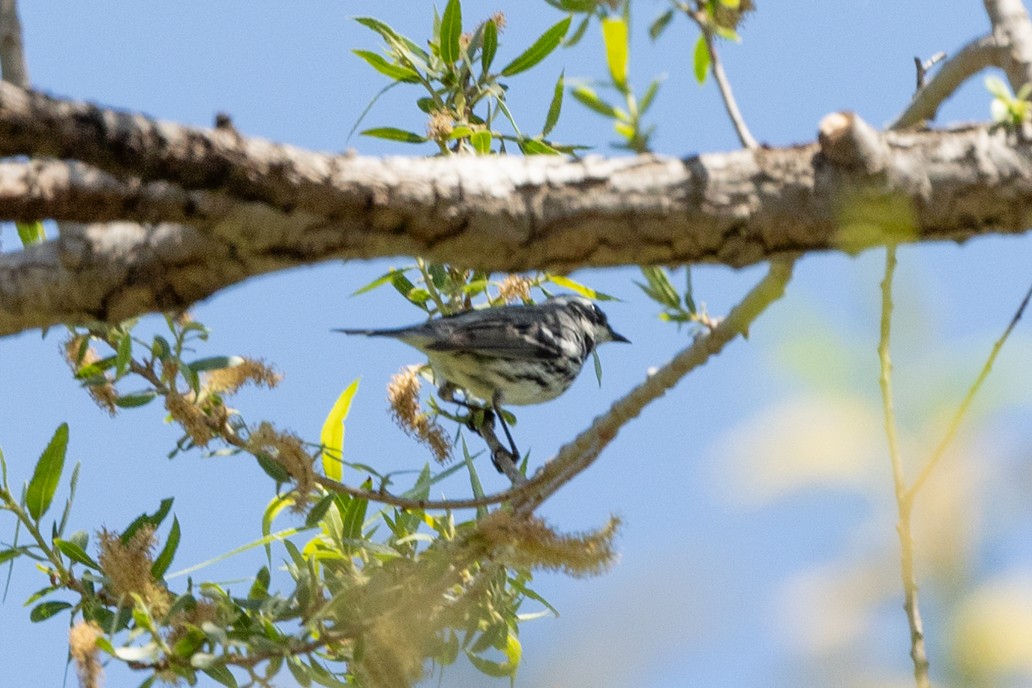 Black-throated Gray Warbler - ML618106098