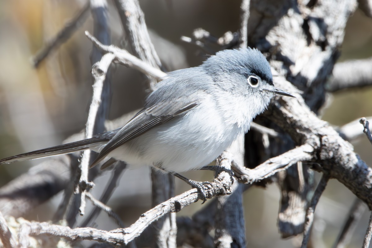 Blue-gray Gnatcatcher (obscura Group) - ML618106135