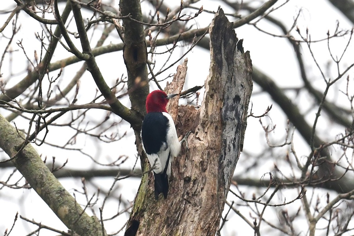 Red-headed Woodpecker - Terri Kershaw