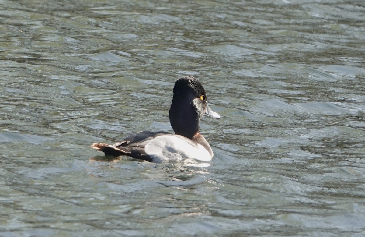 Ring-necked Duck - ML618106141
