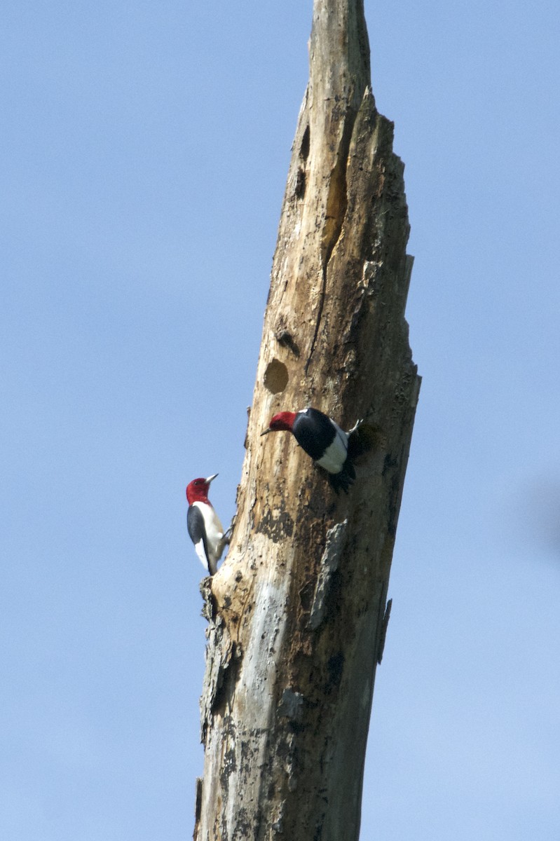 Red-headed Woodpecker - ML618106158