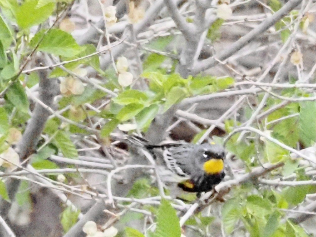 Yellow-rumped Warbler - ML618106167
