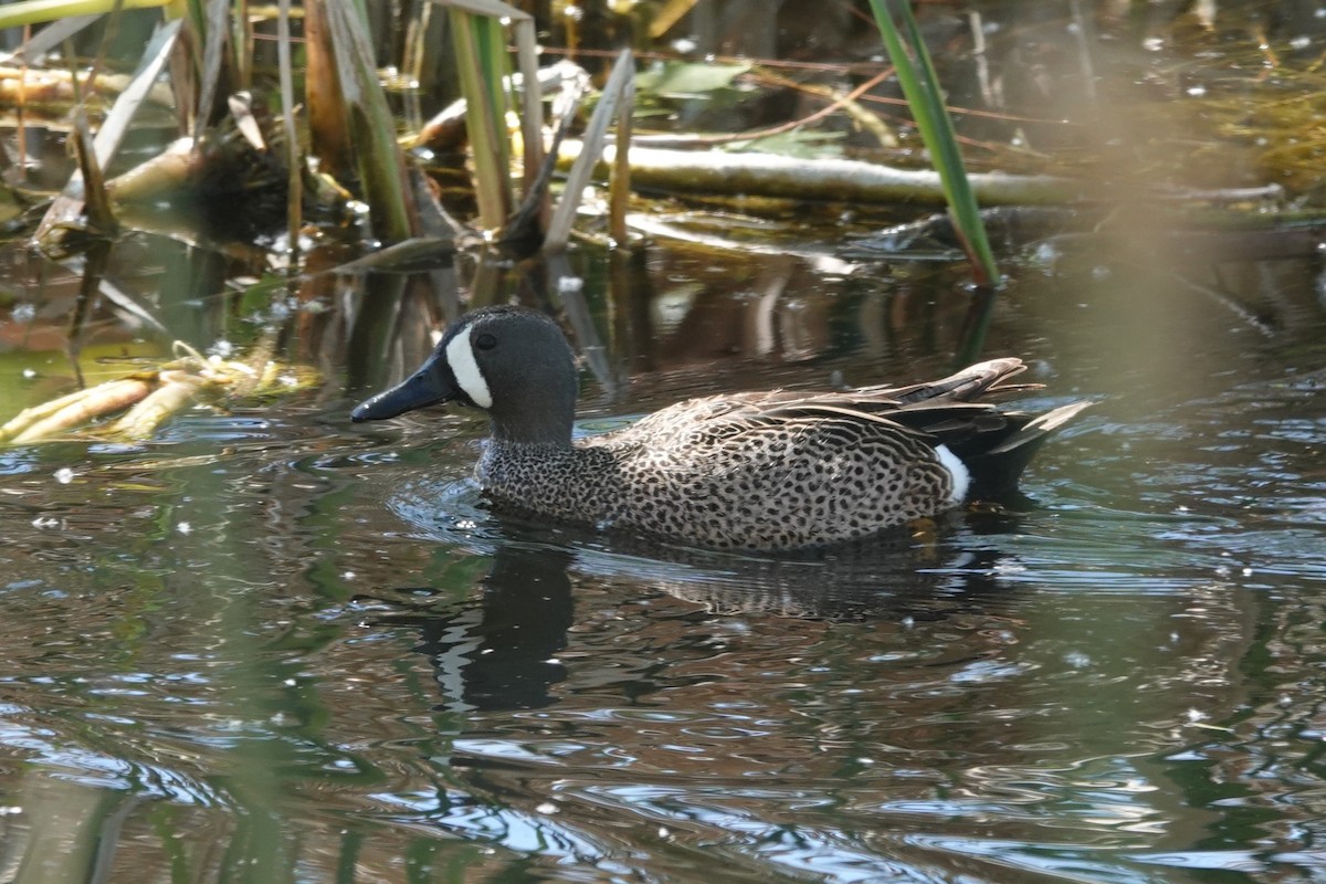 Blue-winged Teal - ML618106207
