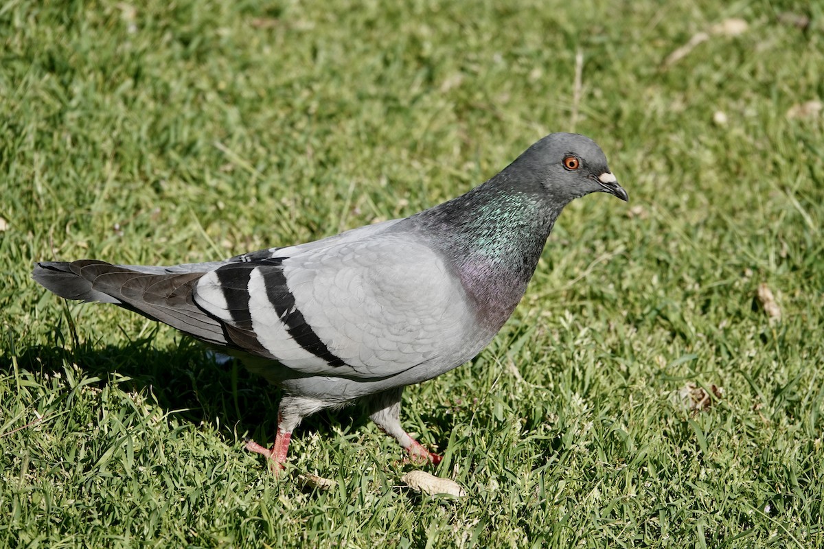 Rock Pigeon (Feral Pigeon) - Alena Capek