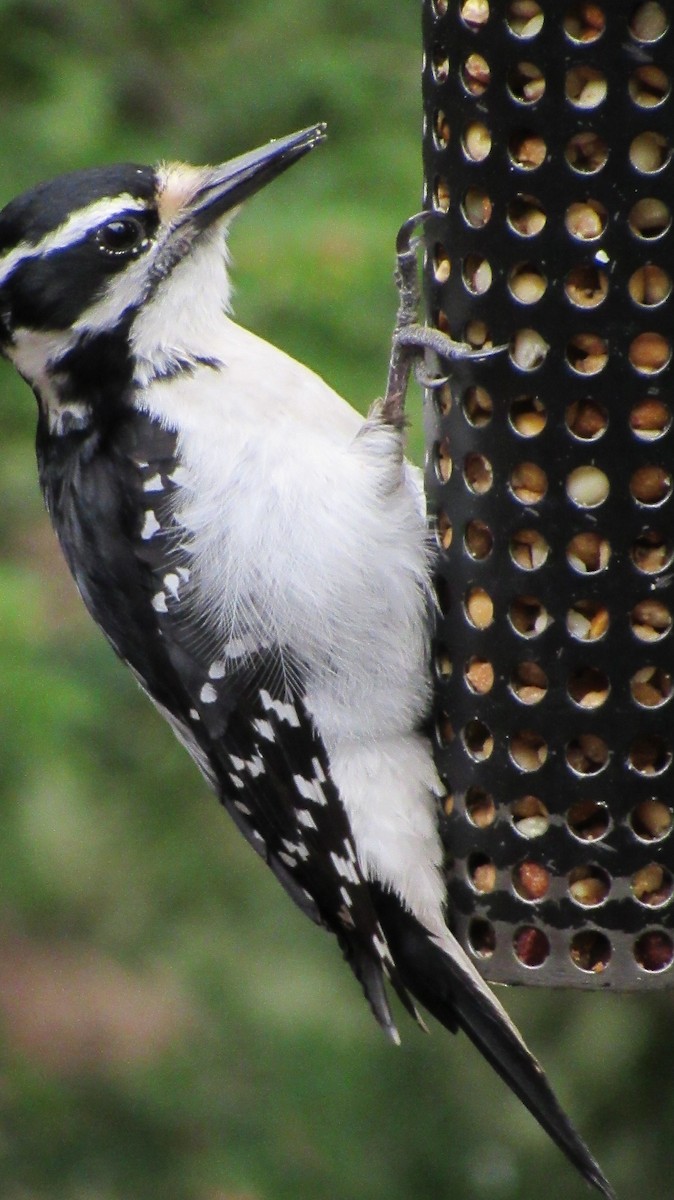 Hairy Woodpecker - Rena Sherring