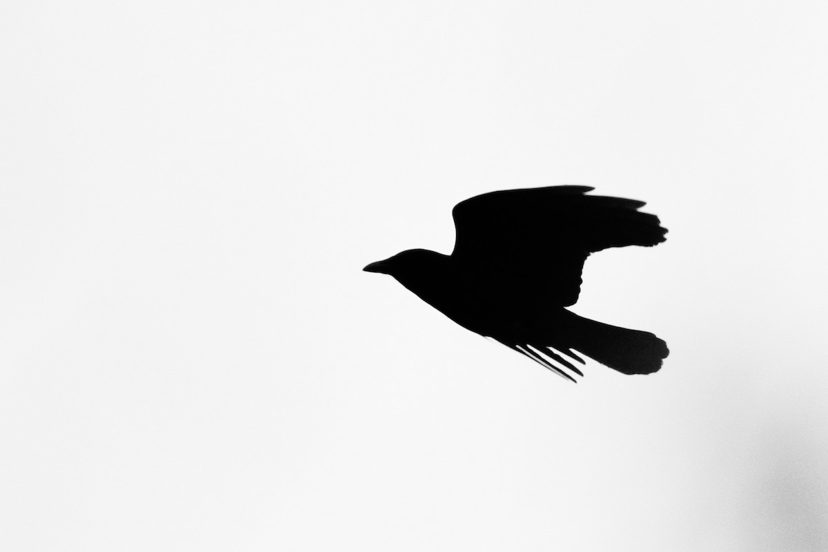 American Crow - ML618106231