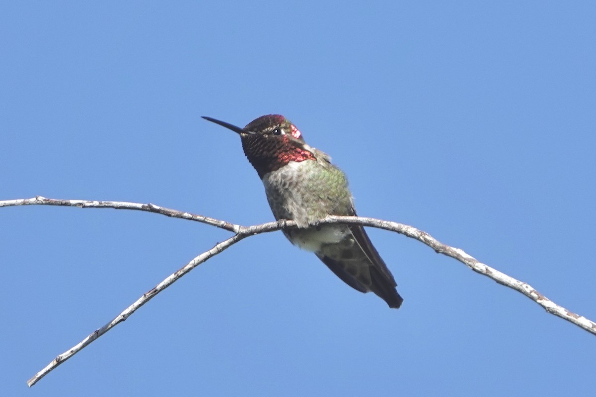 Anna's Hummingbird - ML618106236