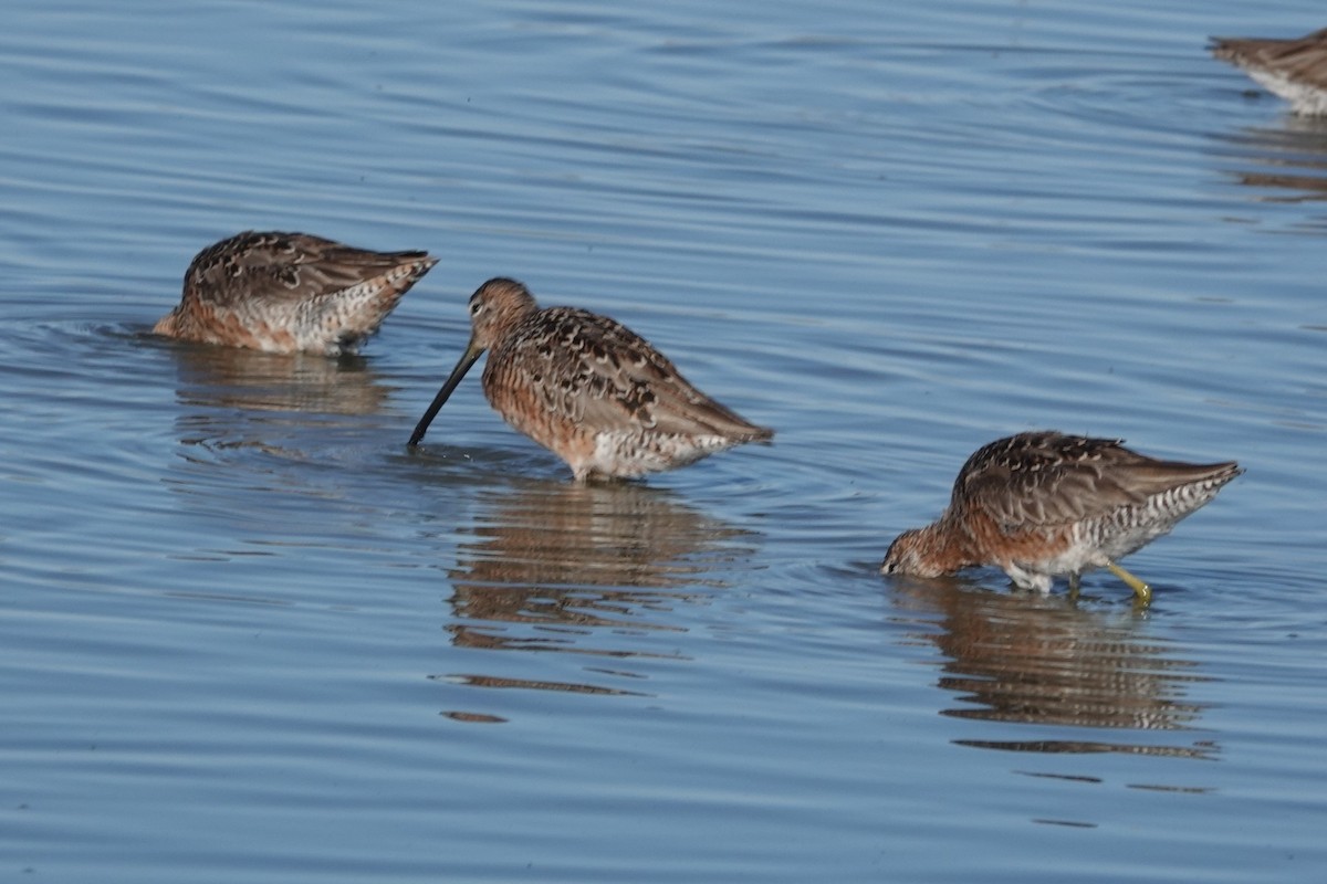Long-billed Dowitcher - ML618106256