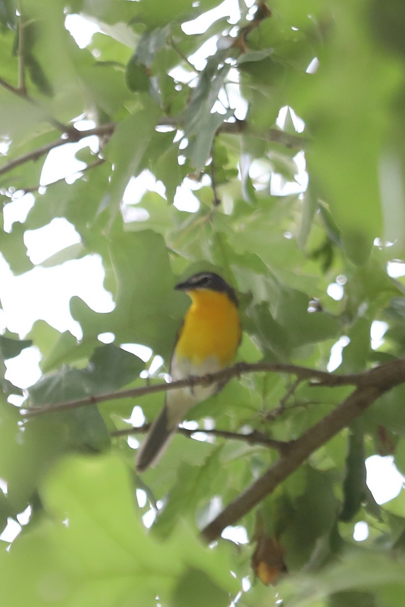 Yellow-breasted Chat - ML618106279