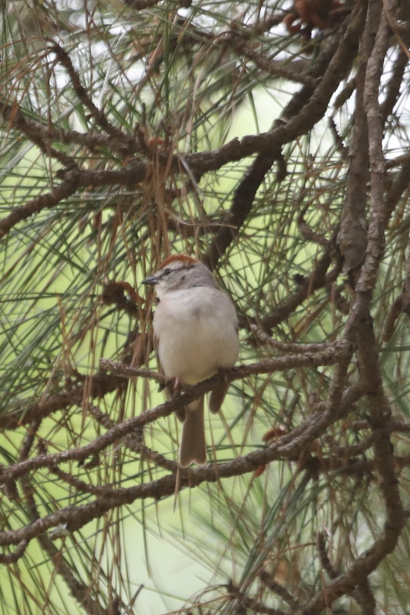 Chipping Sparrow - ML618106288