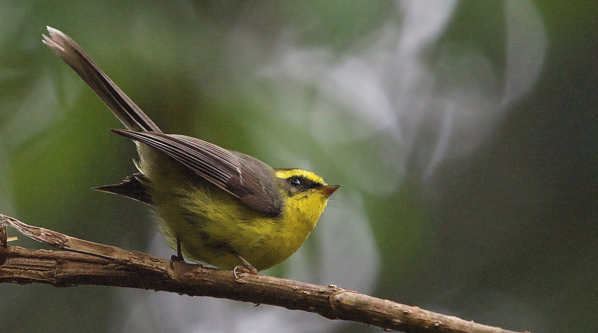 Yellow-bellied Fairy-Fantail - ML618106292