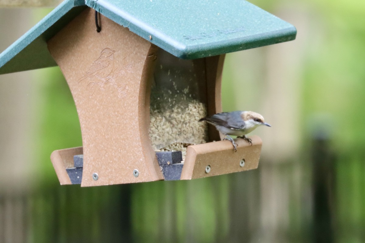 Brown-headed Nuthatch - ML618106380