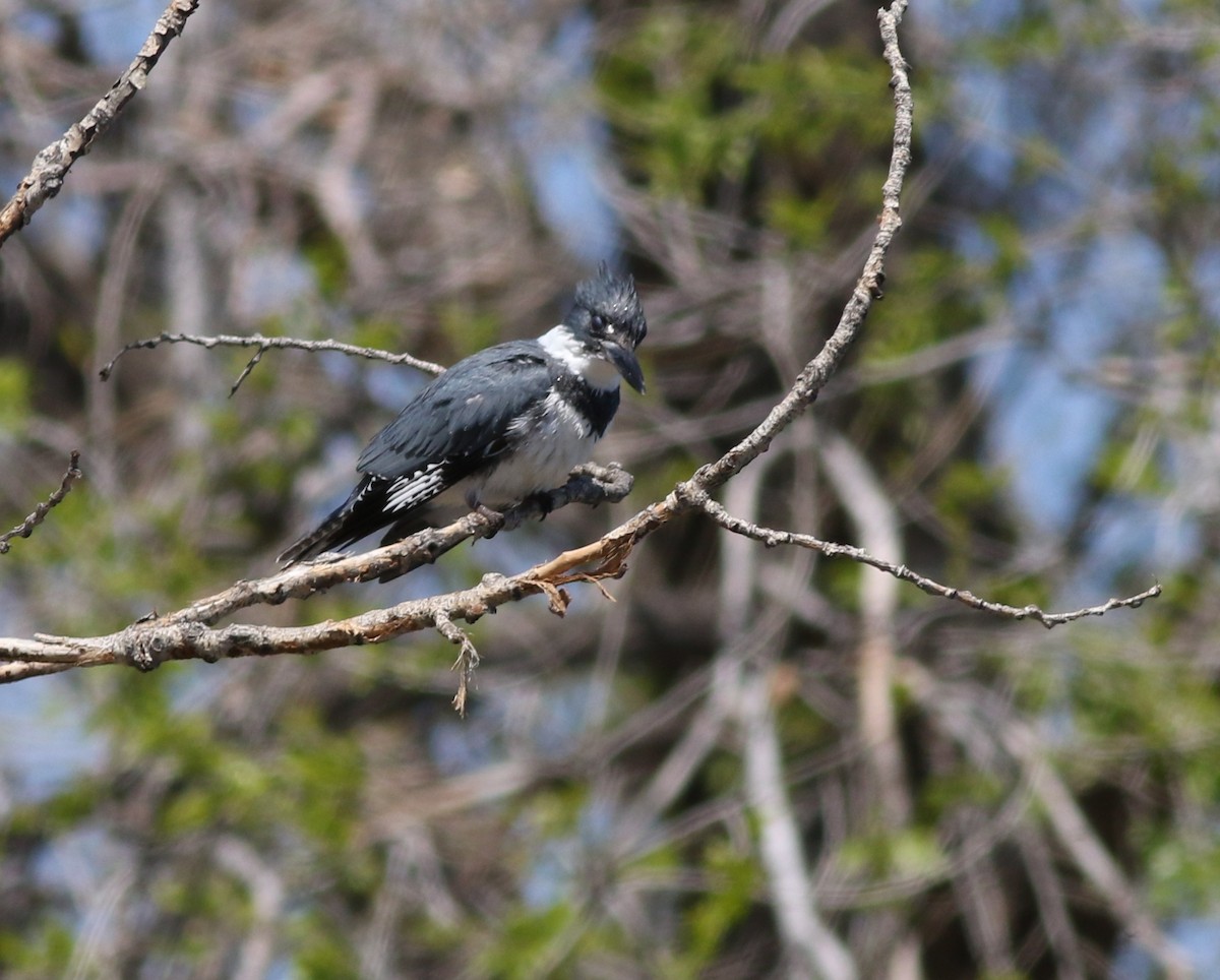 Belted Kingfisher - ML618106393