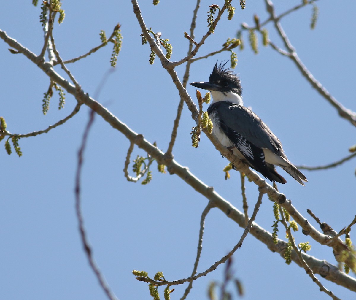 Belted Kingfisher - ML618106394