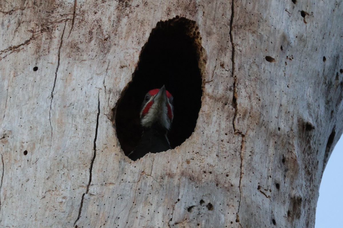 Pileated Woodpecker - Julia Nadeau Gneckow