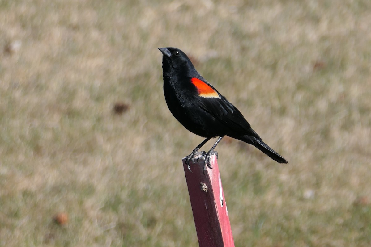 Red-winged Blackbird - ML618106422