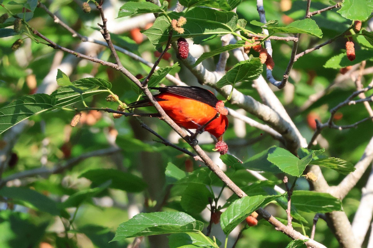 Scarlet Tanager - ML618106457