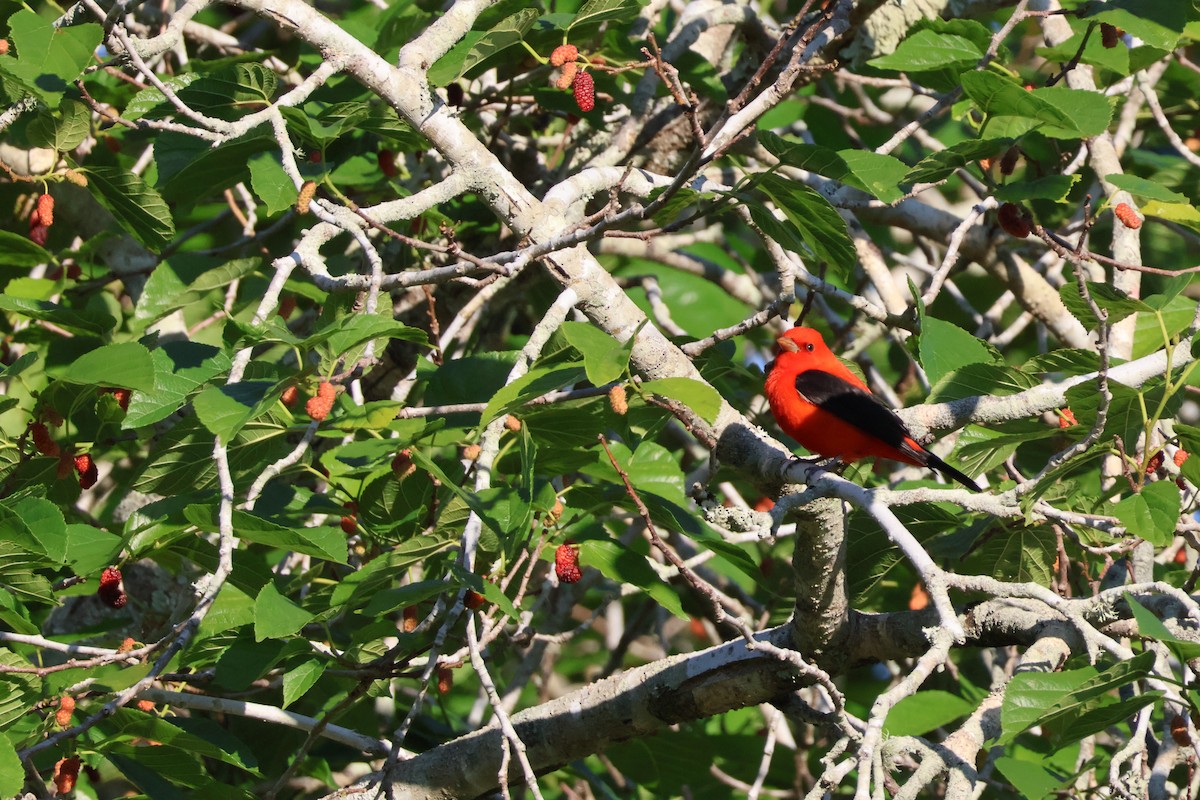 Scarlet Tanager - ML618106458