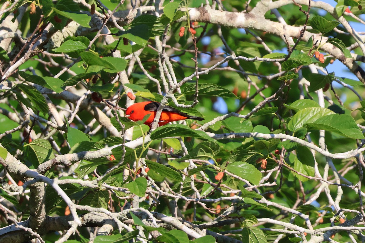 Scarlet Tanager - ML618106459