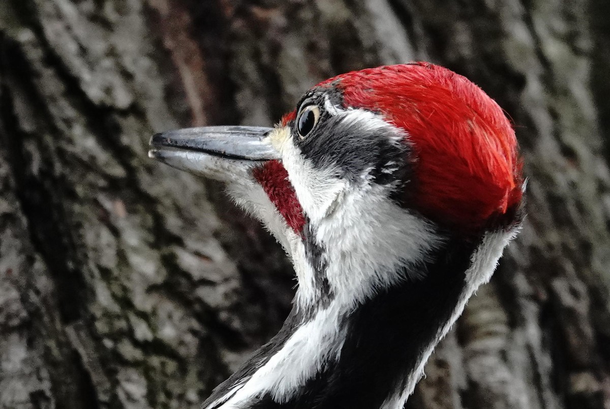 Pileated Woodpecker - ML618106471