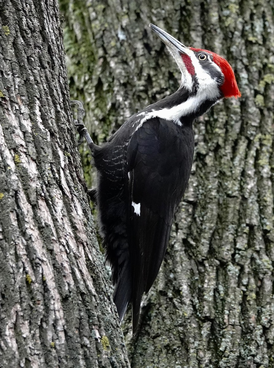 Pileated Woodpecker - ML618106472