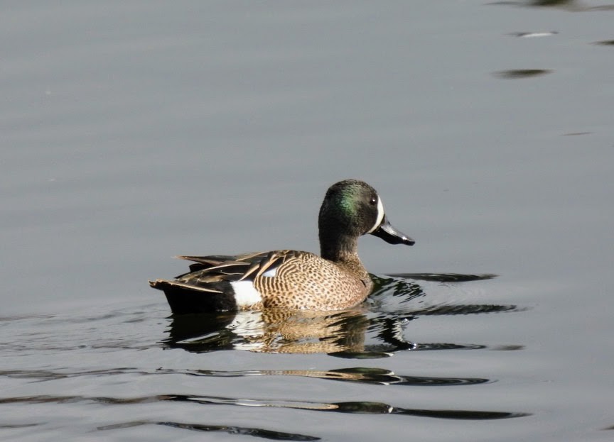 Blue-winged Teal - ML618106487