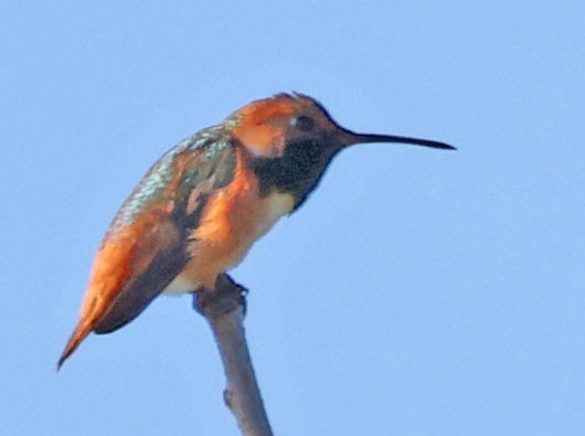 Allen's Hummingbird - ML618106491