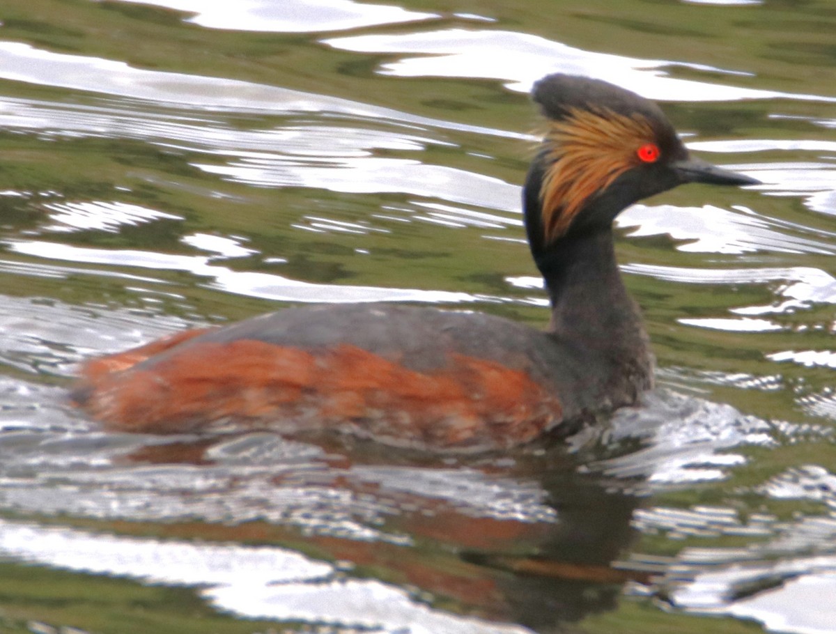 Eared Grebe - Barry Spolter