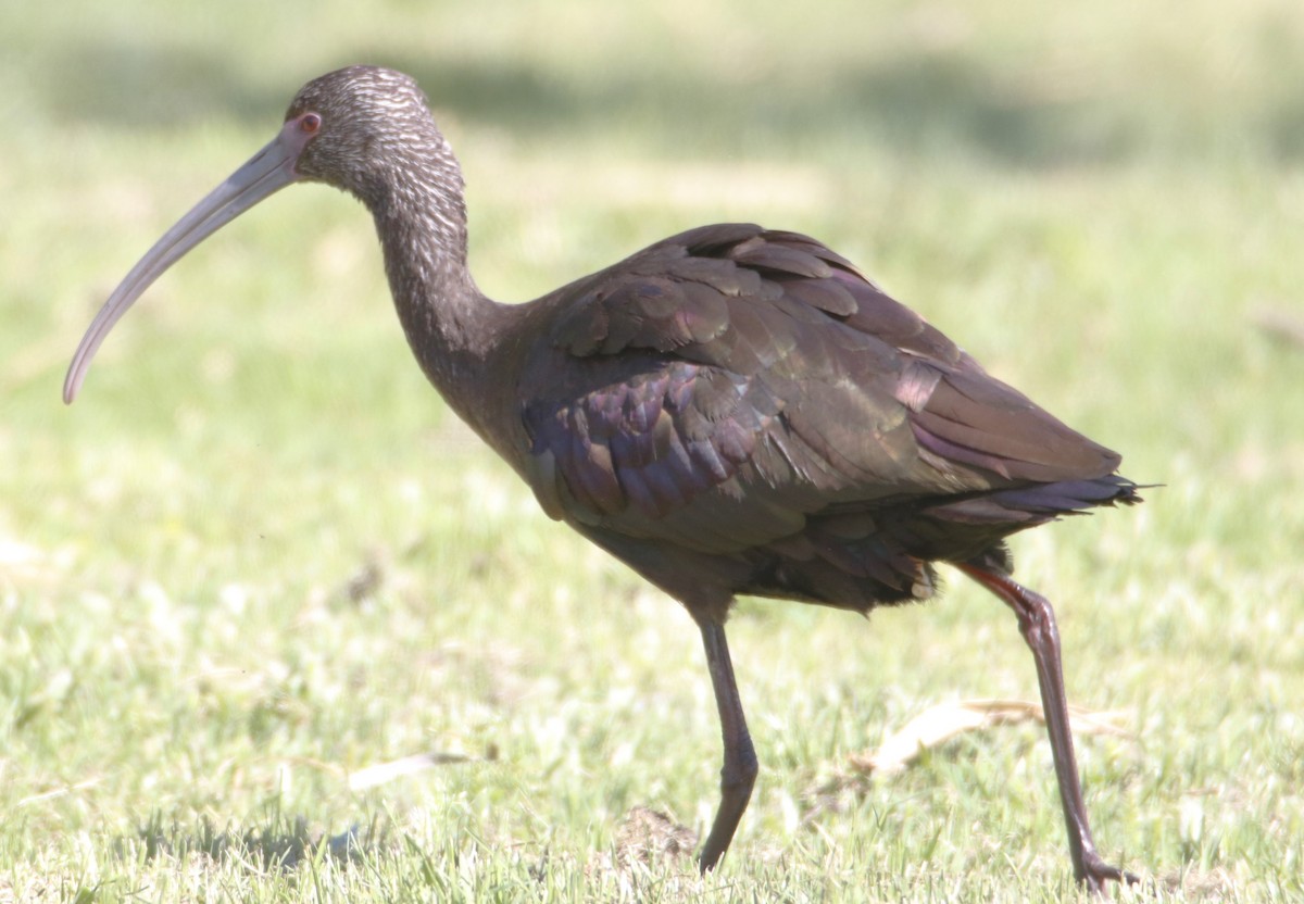 ibis americký - ML618106556