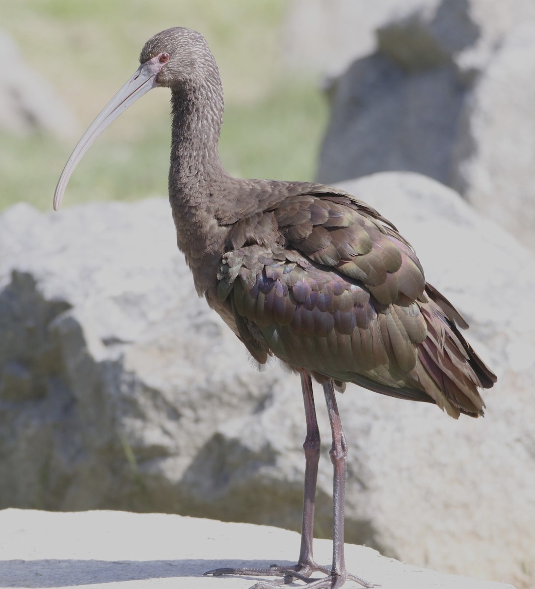 ibis americký - ML618106557