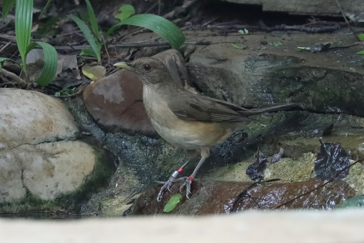 Clay-colored Thrush - Brooke Ross