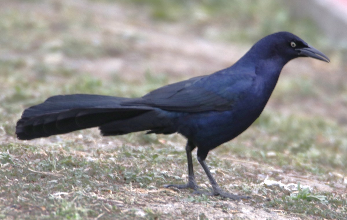 Great-tailed Grackle - ML618106574