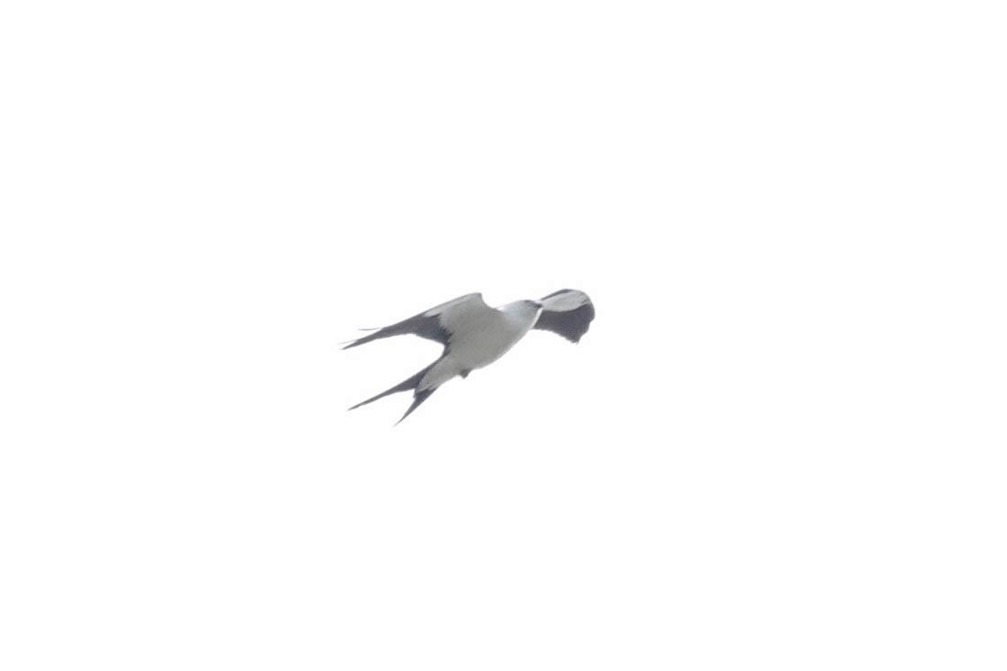 Swallow-tailed Kite - ML618106575