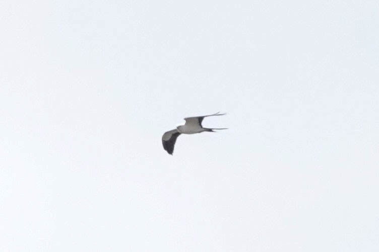 Swallow-tailed Kite - Karen Clifford