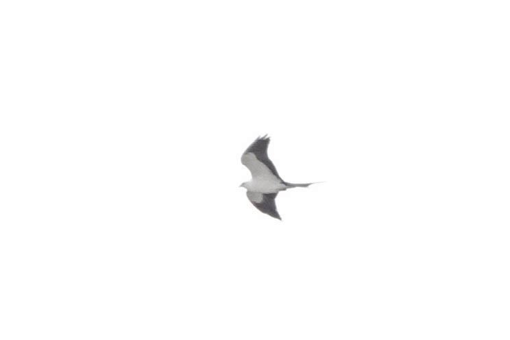 Swallow-tailed Kite - ML618106577
