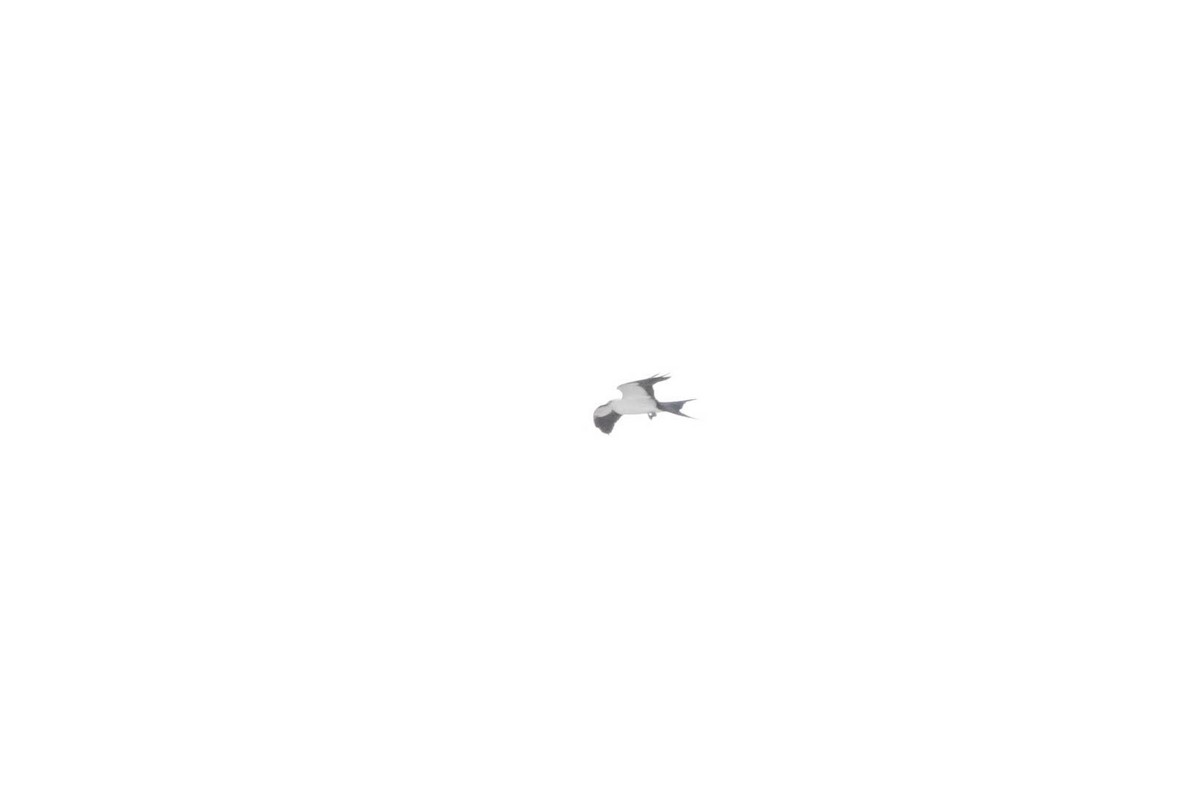 Swallow-tailed Kite - ML618106579