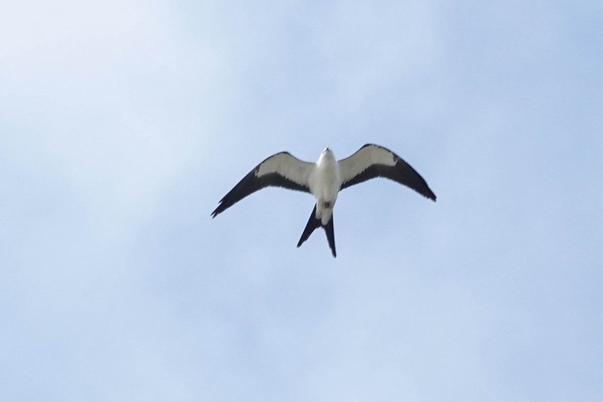 Swallow-tailed Kite - Karen Clifford
