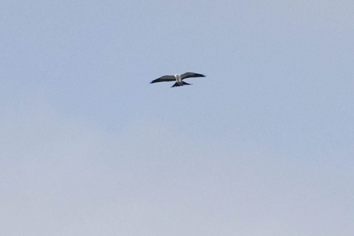 Swallow-tailed Kite - ML618106581